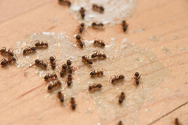Professional Pest Control in Orinda, CA